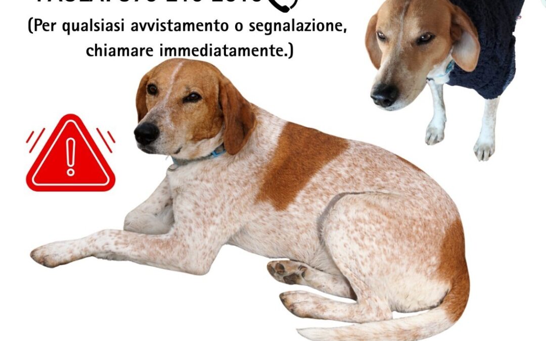 Civitavecchia: appello urgente per Red, cane smarrito a Campo dell’Oro