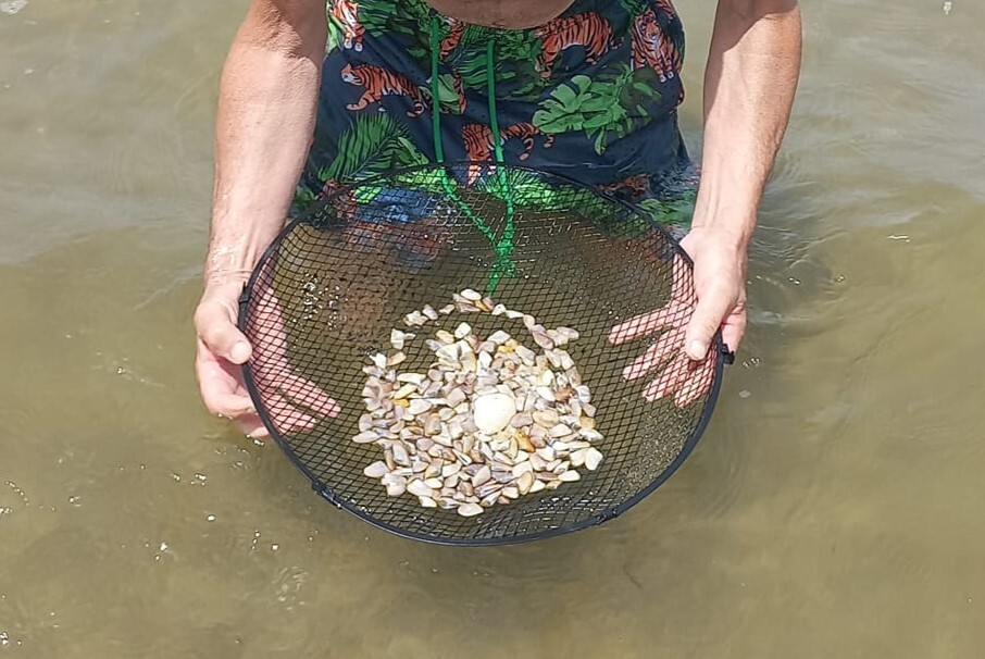 Tornano commestibili le telline di Maccarese