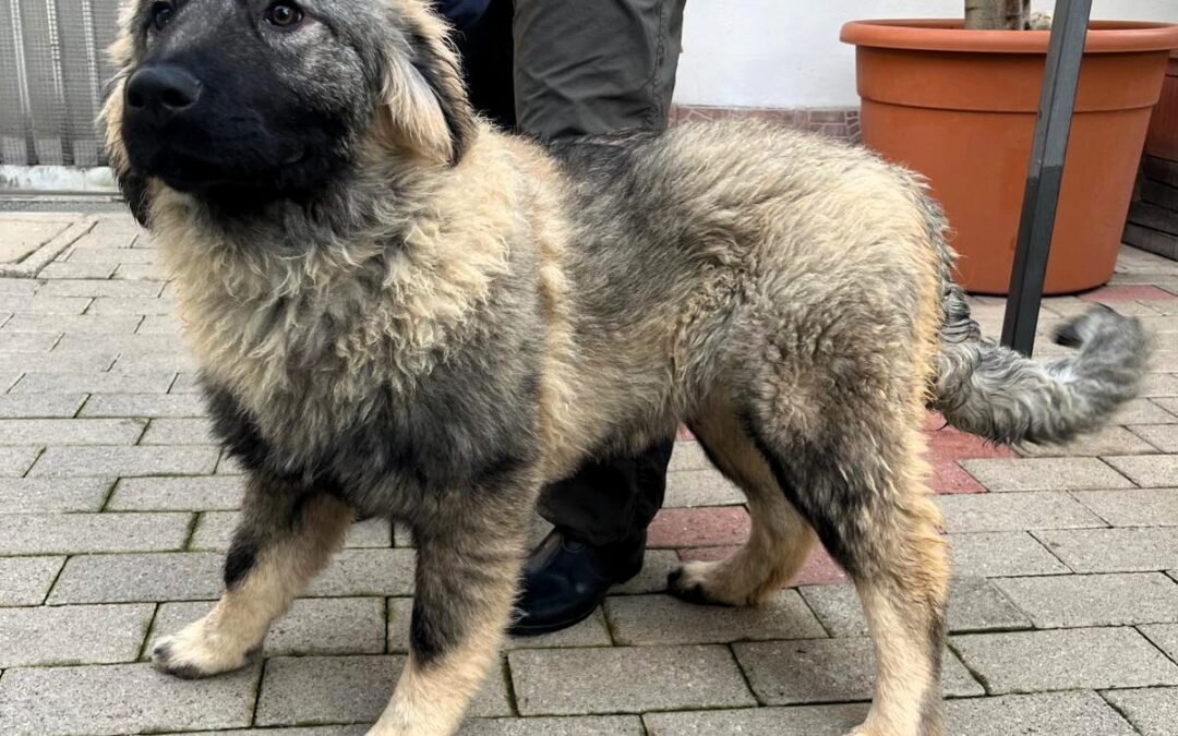 Vienna e Belle sono due splendidi cani pastore che aspettano famiglie che li adottino
