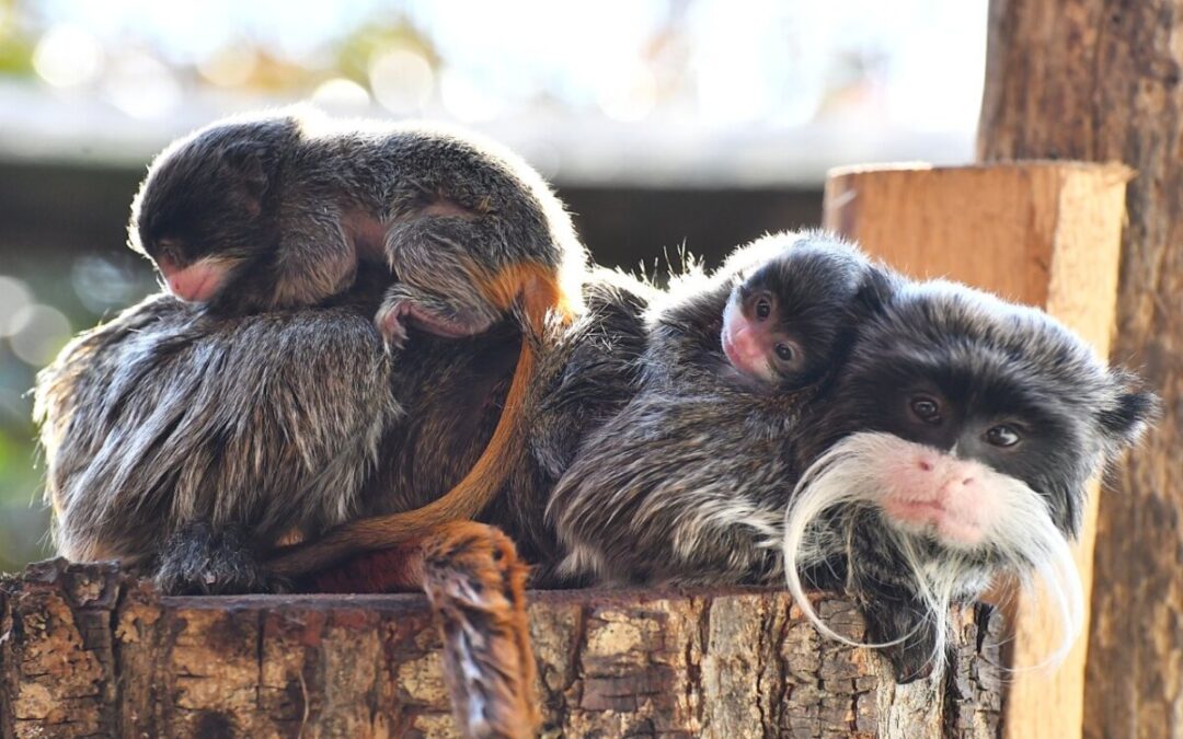 Al Bioparco di Roma nati due gemelli di tamarino imperatore, scimmie piccolissime