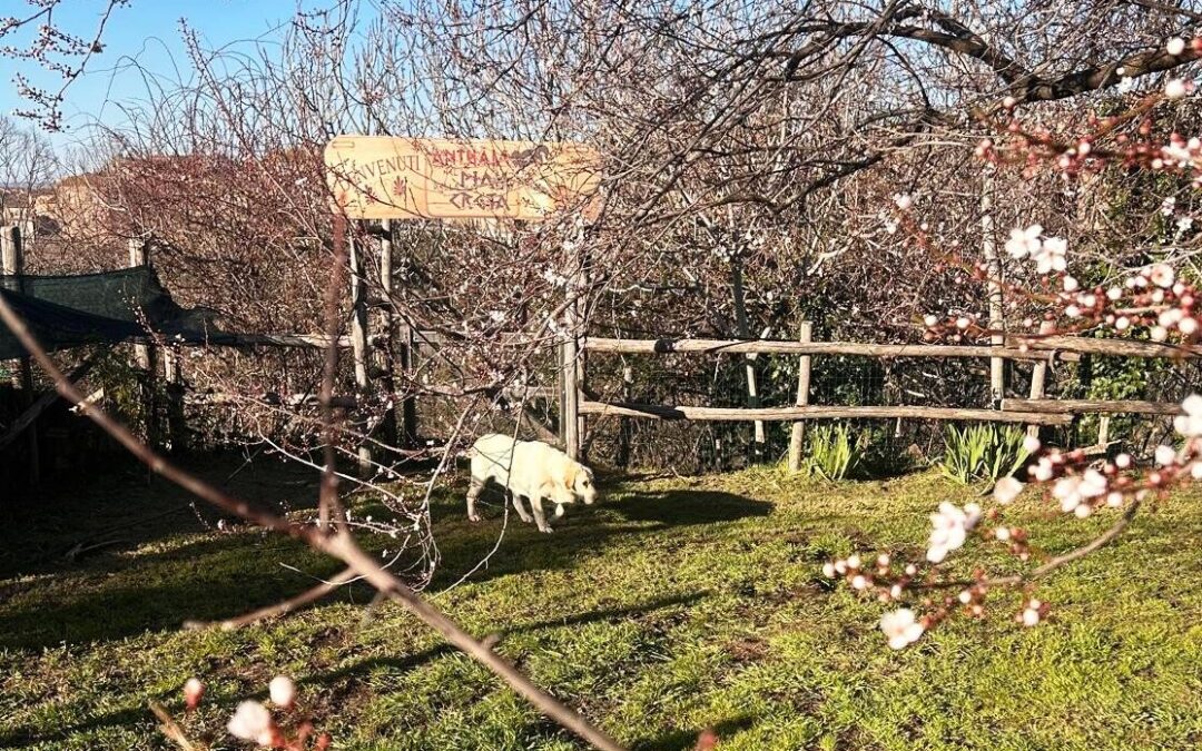 Cna, il ristorante Da Benedetta e il parco Anthaia pronti ad unirsi: prende vita la favola di Chiara Porcari