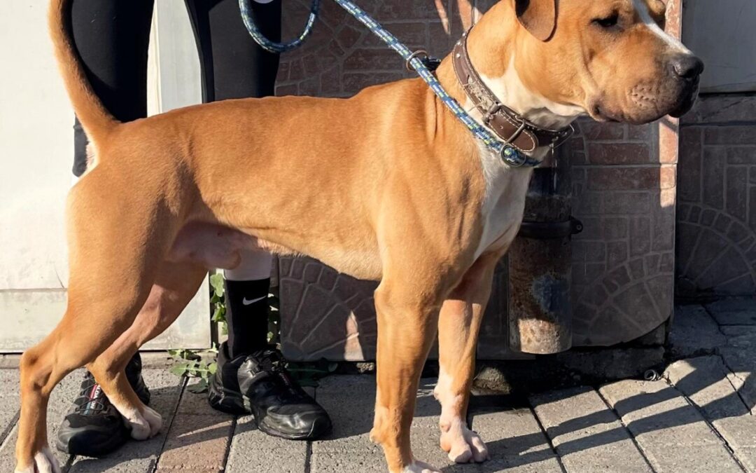 Pablo e Dior aspettano entrambi di essere adottati, anche a distanza