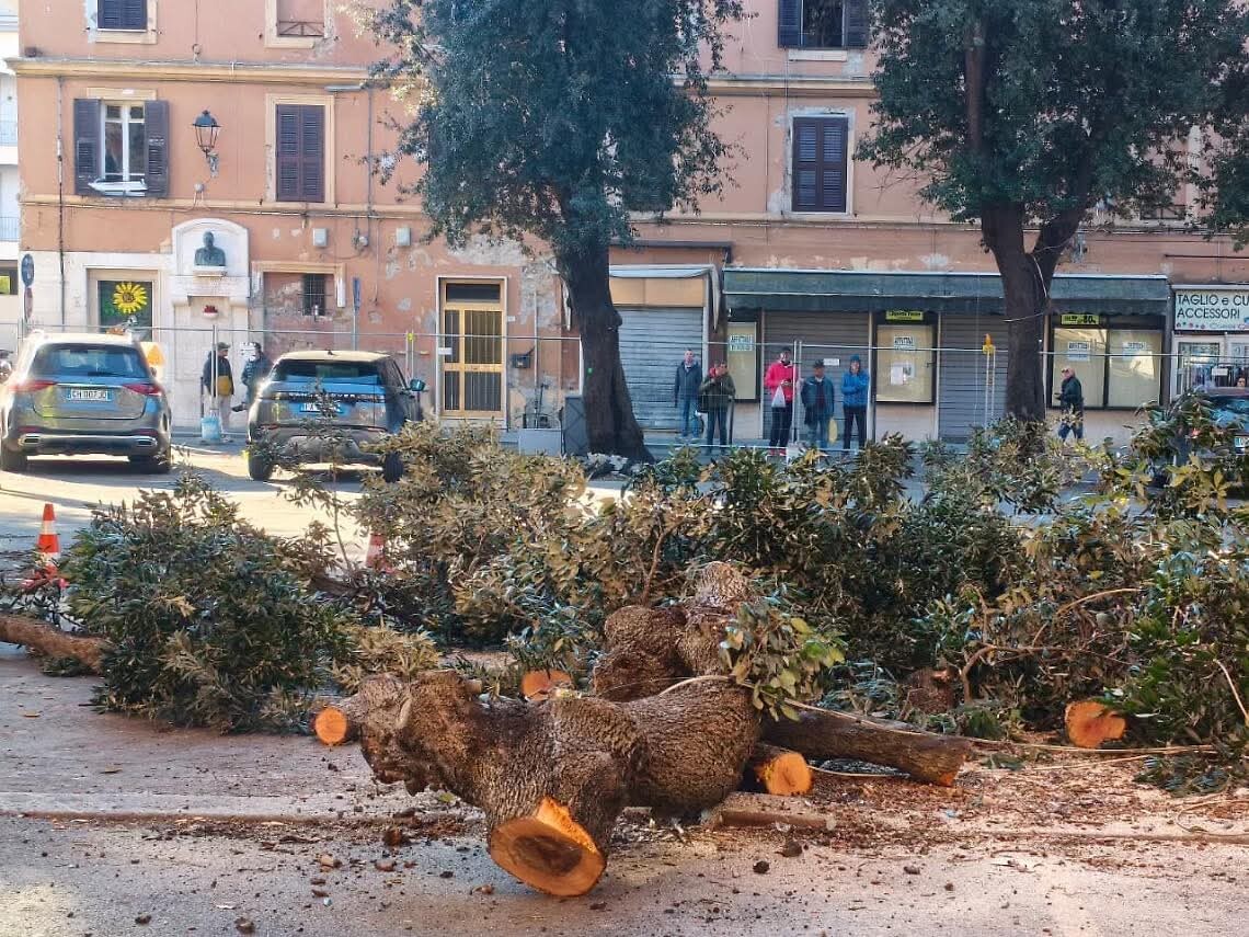 alberi mercato civitavecchia 6