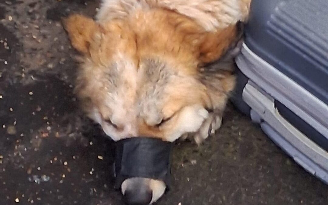 Roma, cane con museruola di stoffa restituito alla proprietaria, LNDC: “Scelta grave e inopportuna”