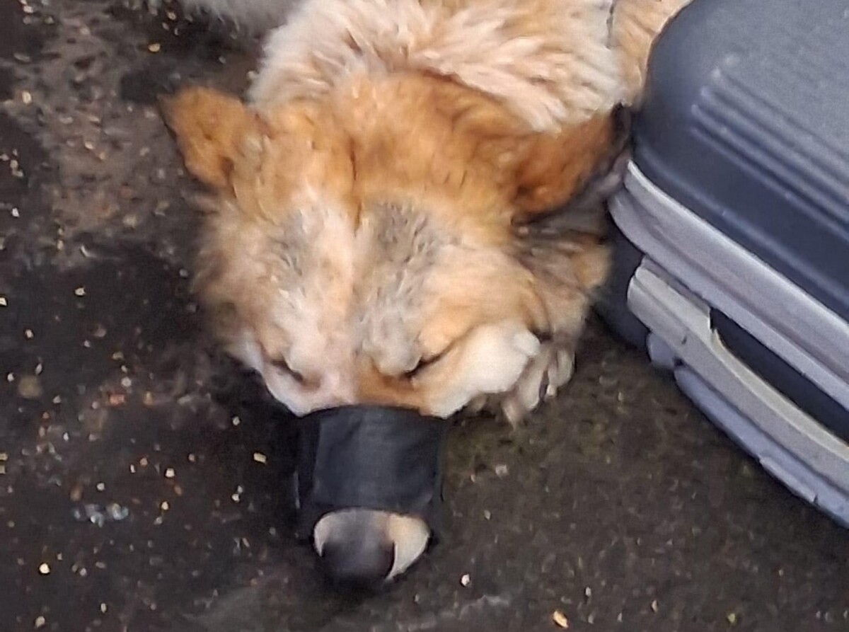 cagnolina imbavagliata con la museruola 2