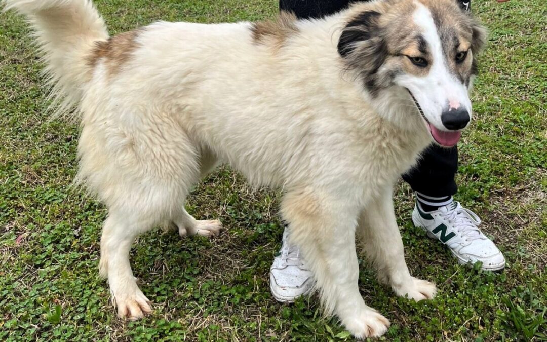 Chicca, Nerina, Proscilla ed Eden: quattro cagnoline che si meritano di trovare amore