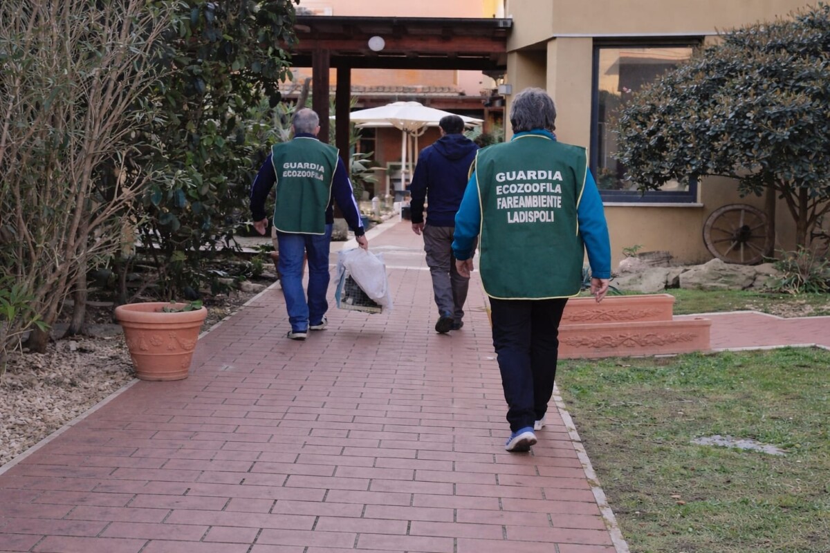 fare ambiente ladispoli fare ambiente ladispoli