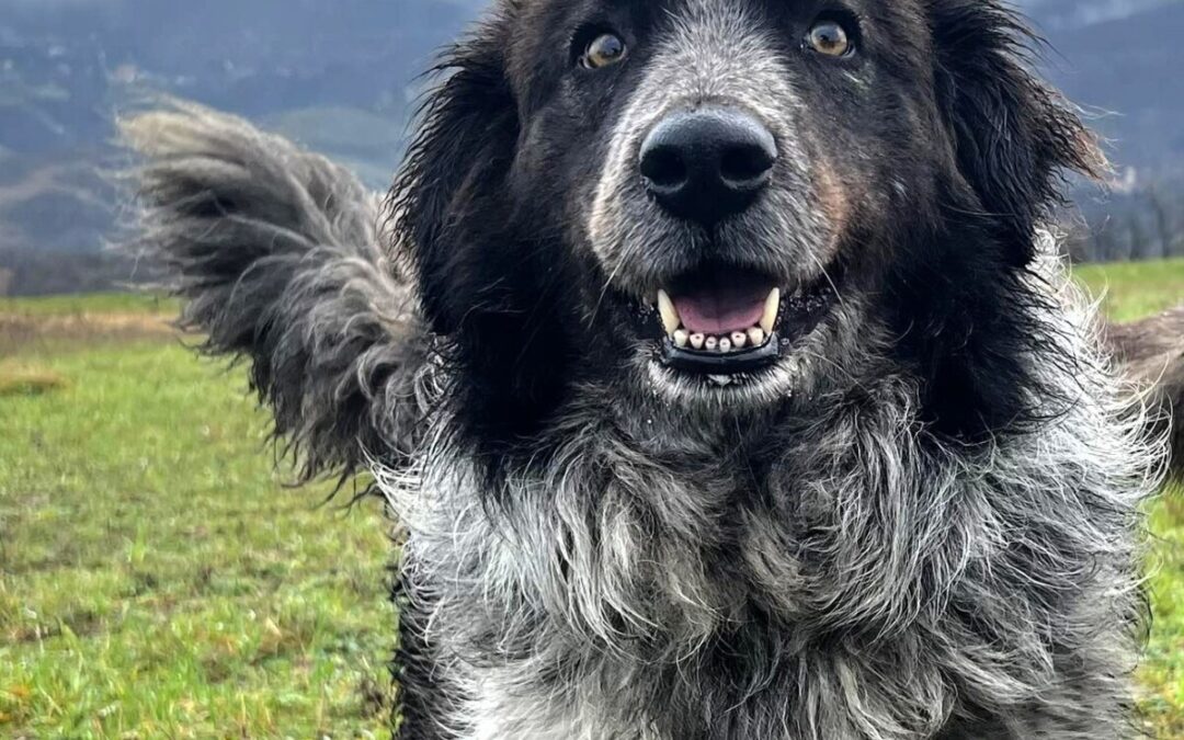 Gaza, Skyler e Milly: dal nord al sud tre cagnette che aspettano amore