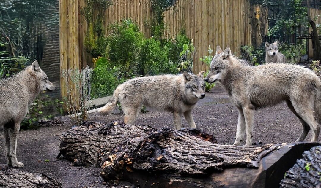 Il Bioparco di Roma accoglie quattro giovani lupi grigi eurasiatici
