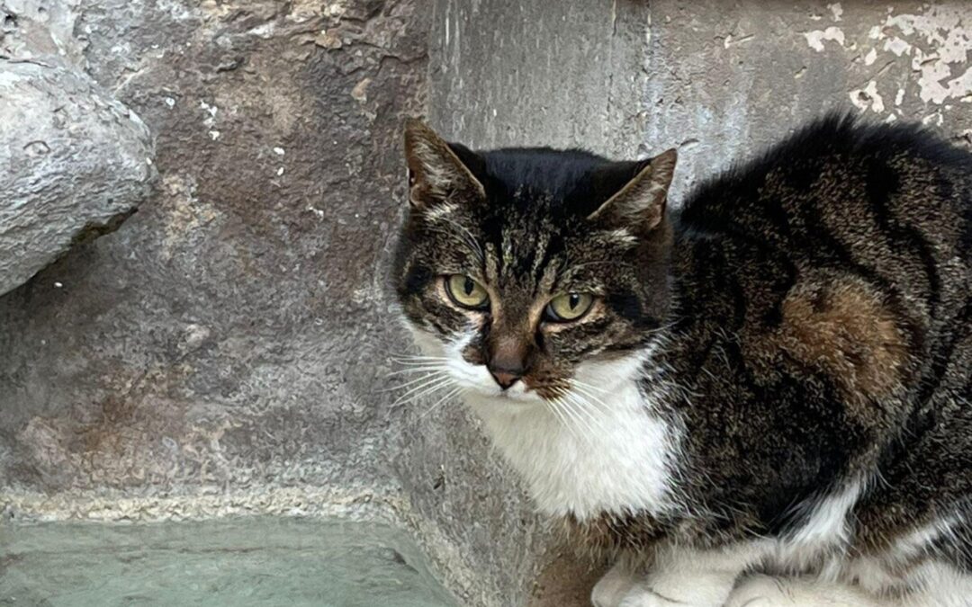 Micia Signorina uccisa, la sindaca Gubetti: “Informate le forze dell’ordine di Cerveteri”