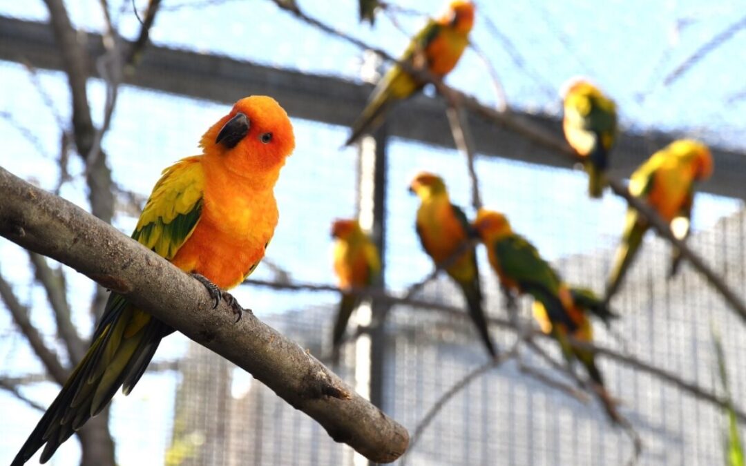 Al Bioparco di Roma domenica 22 marzo il Luna Park delle Foreste in adesione alla giornata internazionale