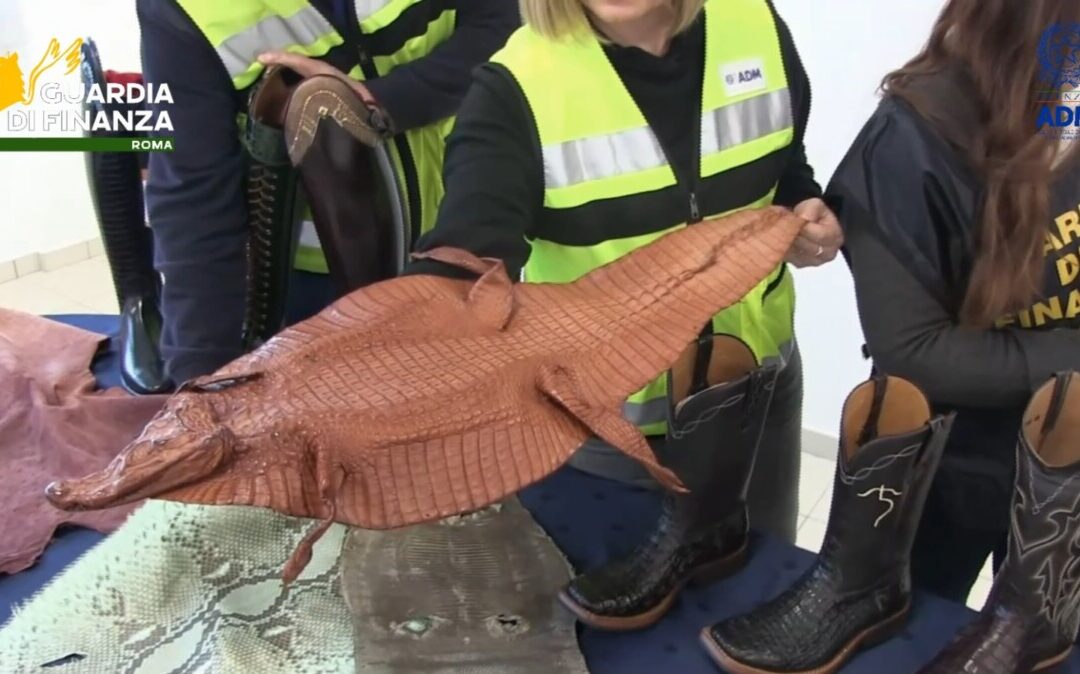 “Sono stivali da equitazione” e invece erano in pelle di rettile: Finanza e Dogane scoprono il traffico a Fiumicino