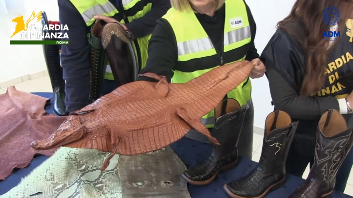 stivali pelle rettile finanza dogane fiumicino stivali pelle rettile finanza dogane fiumicino