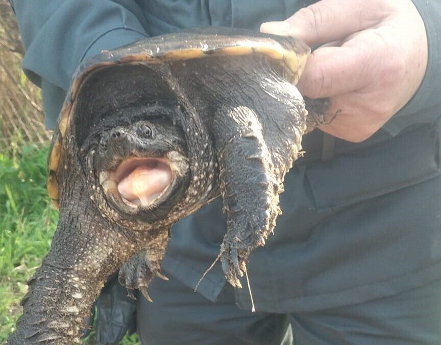 Tartaruga azzannatrice a Torre Flavia, ecco il secondo esemplare in pochi giorni