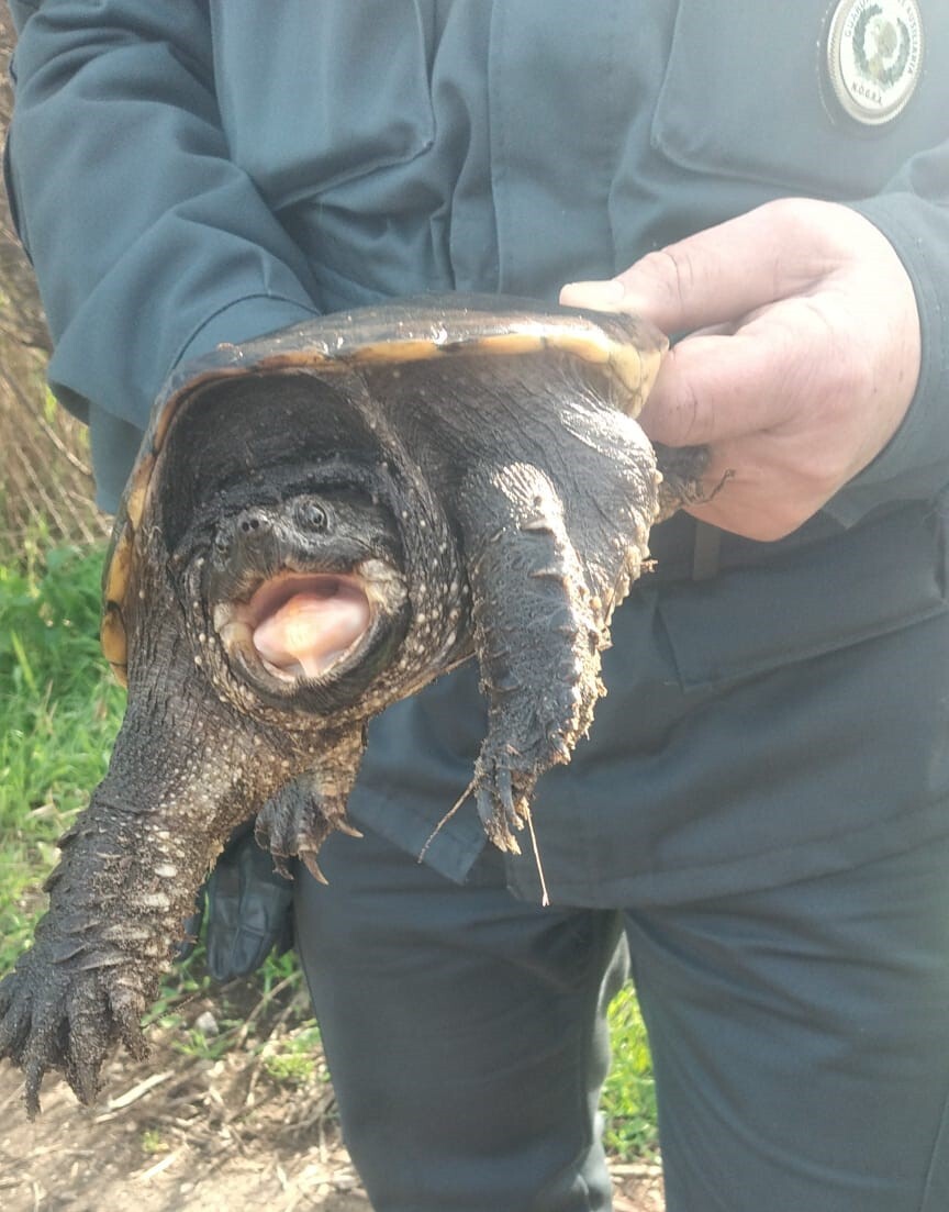 tartaruga azzannatrice