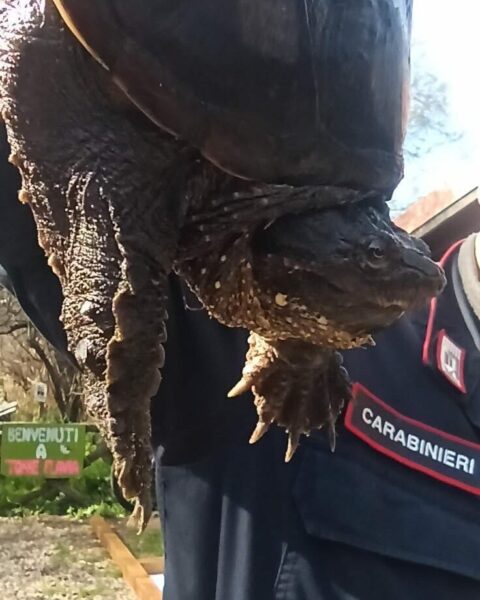 tartatuga azzannatrice carabinieri forestali ladispoli torre flavia