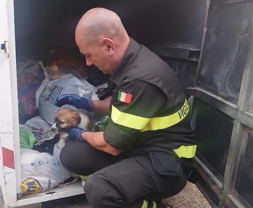 Cucciolo gettato nei rifiuti a Civitavecchia, lo salvano i pompieri