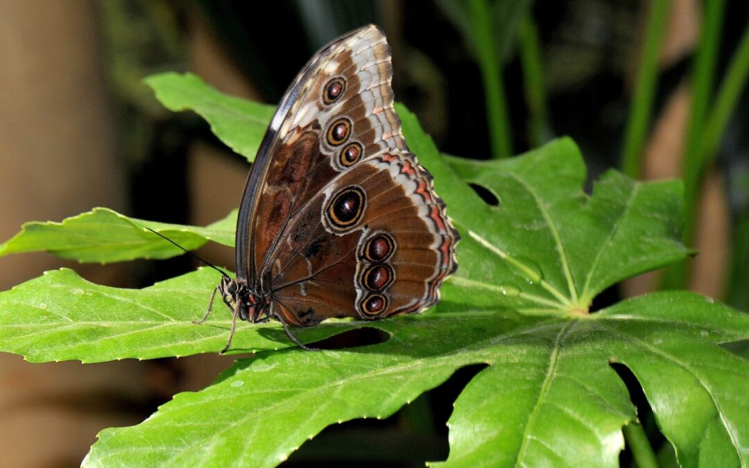 Domenica al Bioparco di Roma torna la ‘City Nature Challenge’