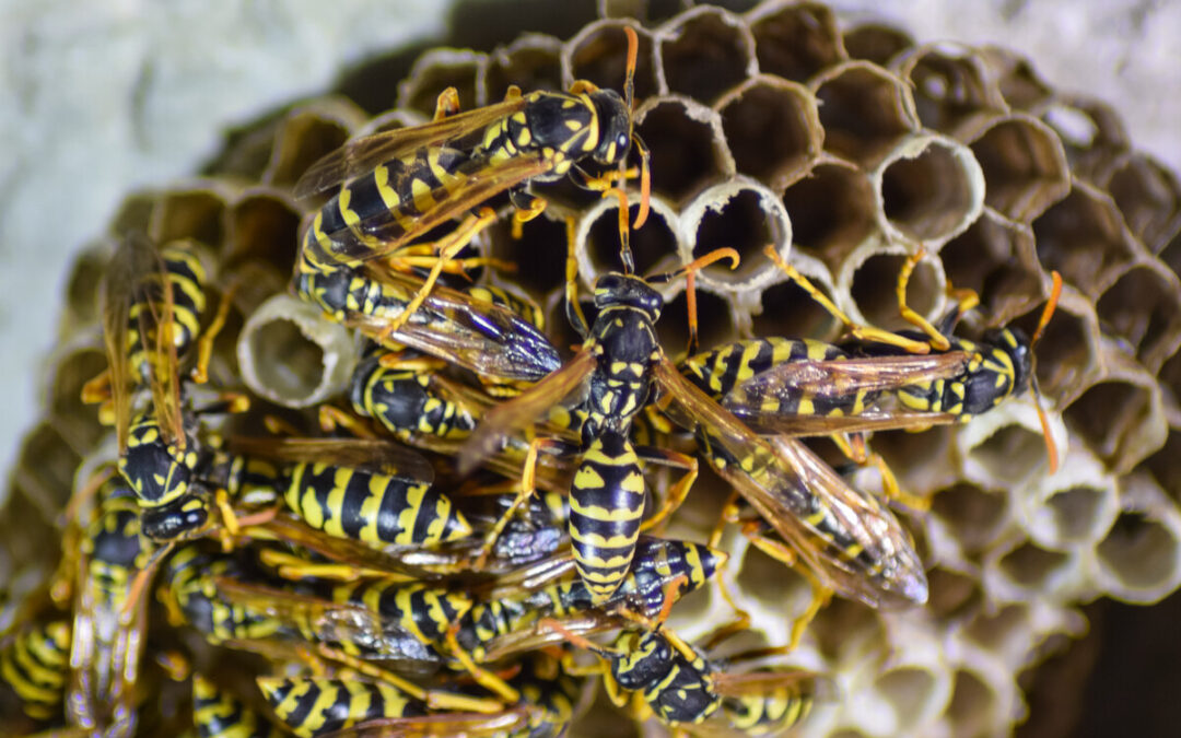 “Pronto intervento vespe”: come rimuoverle in sicurezza con le Guardie Ecozoofile di Fare Ambiente Ladispoli