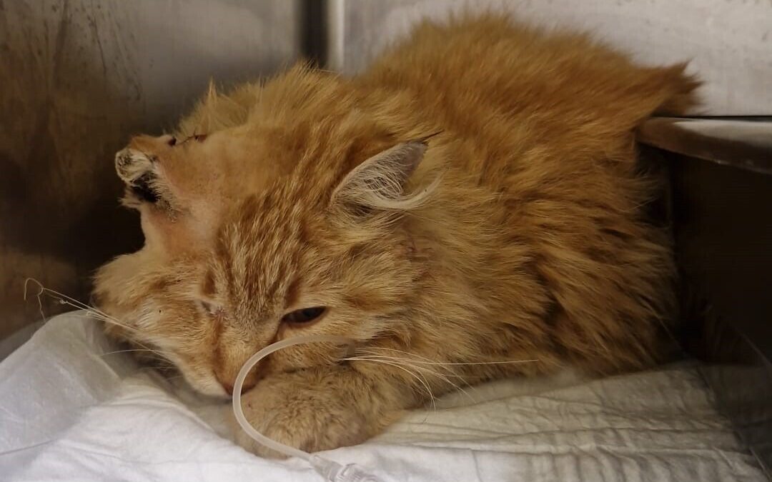 Roma, il gatto Odino torturato ad Acilia: orecchio bruciato e zampe da amputare