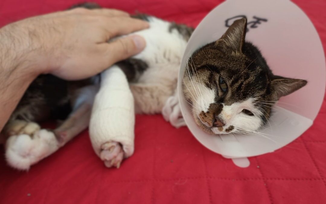 Roma, dopo tanta violenza la gattina Rosi ha trovato casa e amore