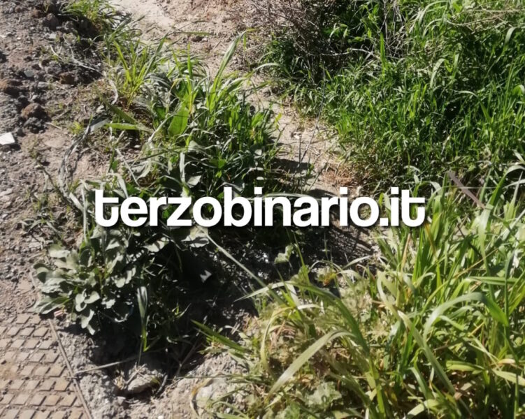 buche chiusini olmetto ladispoli 22