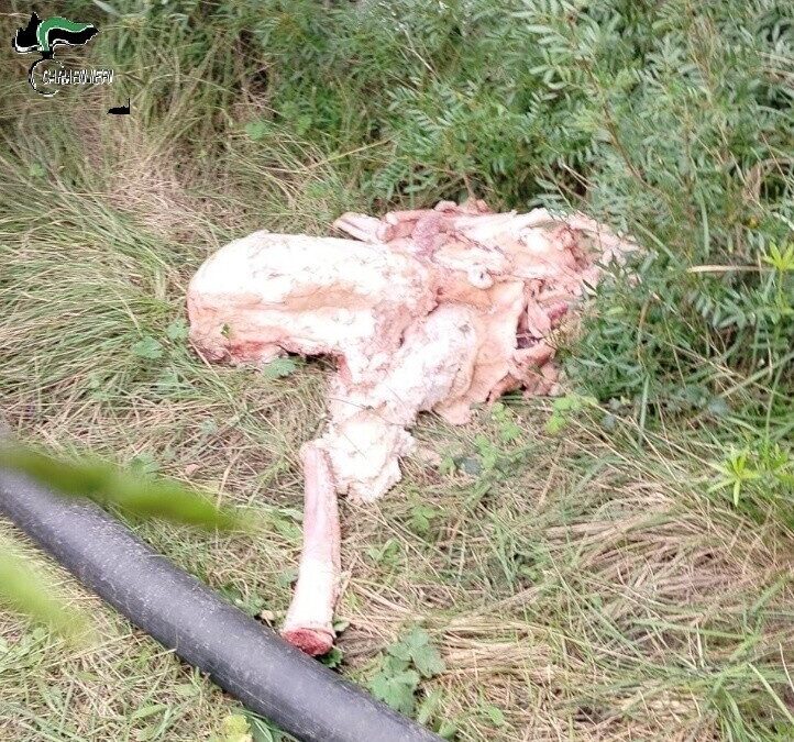 Scarti animali abbandonati a San Giorgio di Tarquinia, una denuncia dei Forestali