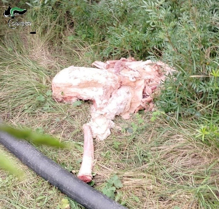 carabinieri forestali tarquinia scarti animali 2