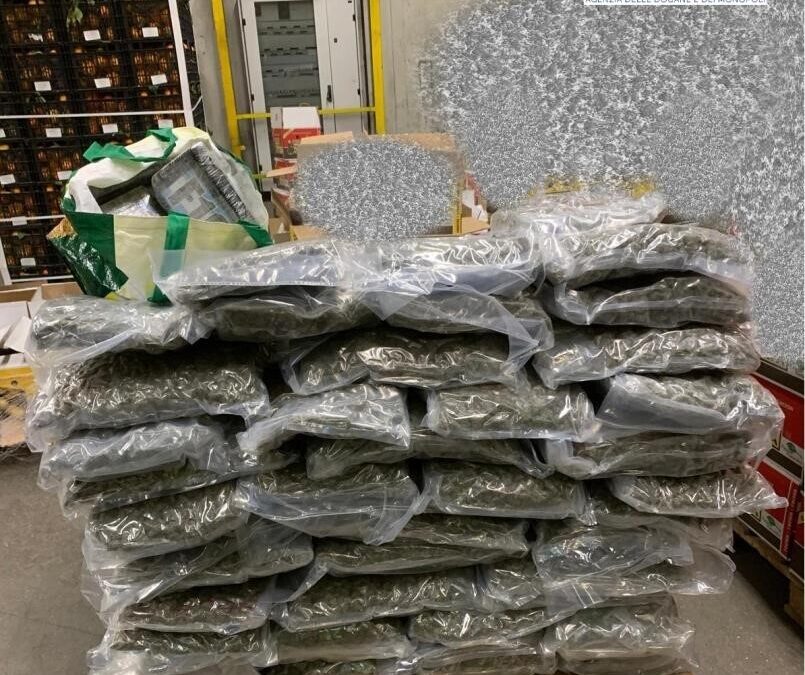 Oltre 8 kg di coca e 93 di marijuana sequestrati al porto di Civitavecchia