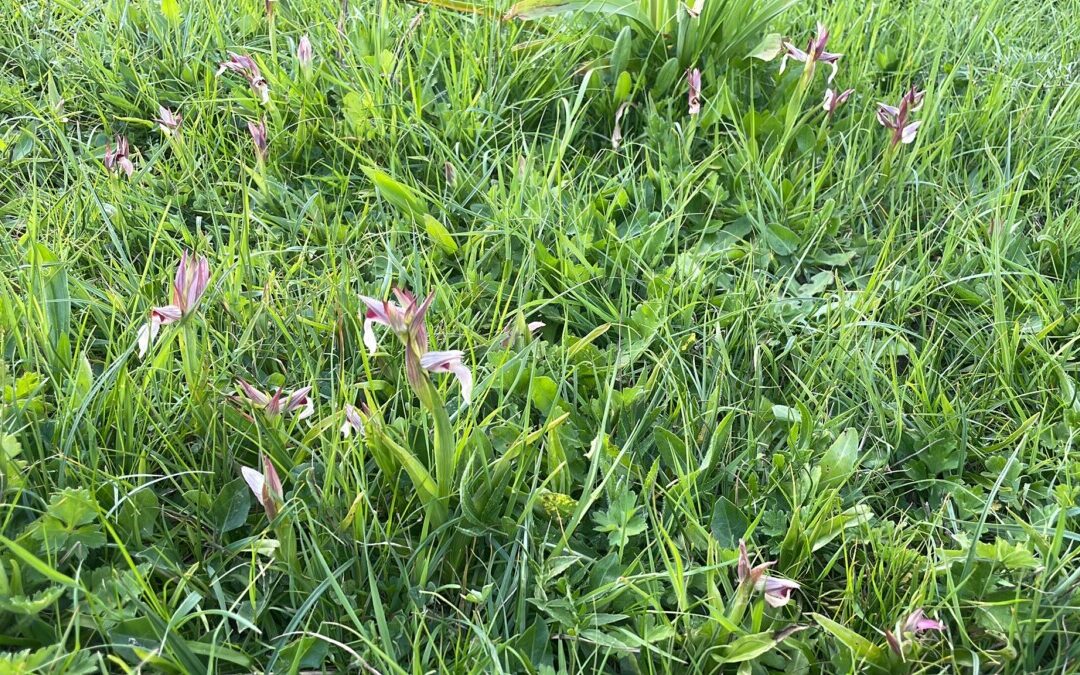 Denuncia della Bioma: “A Ladispoli orchidee distrutte per un parcheggio”