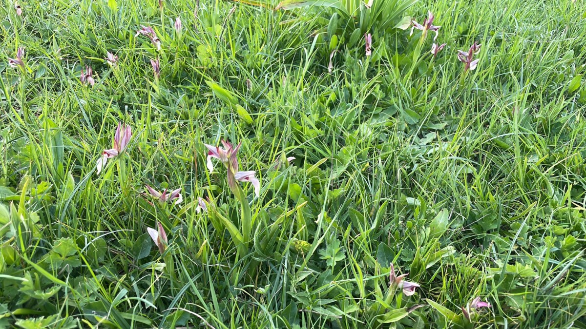 orchidee distrutte ladispoli