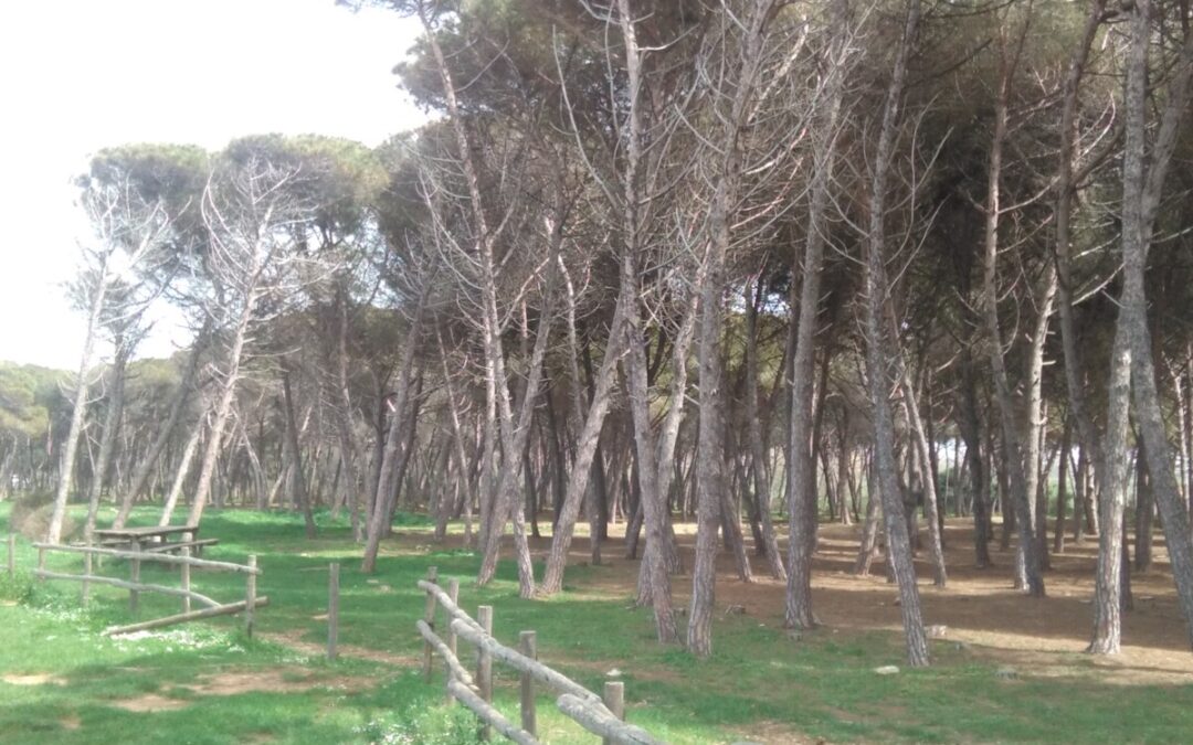 Cocciniglia Tartaruga a Tarquinia Lido, via al trattamento dei pini