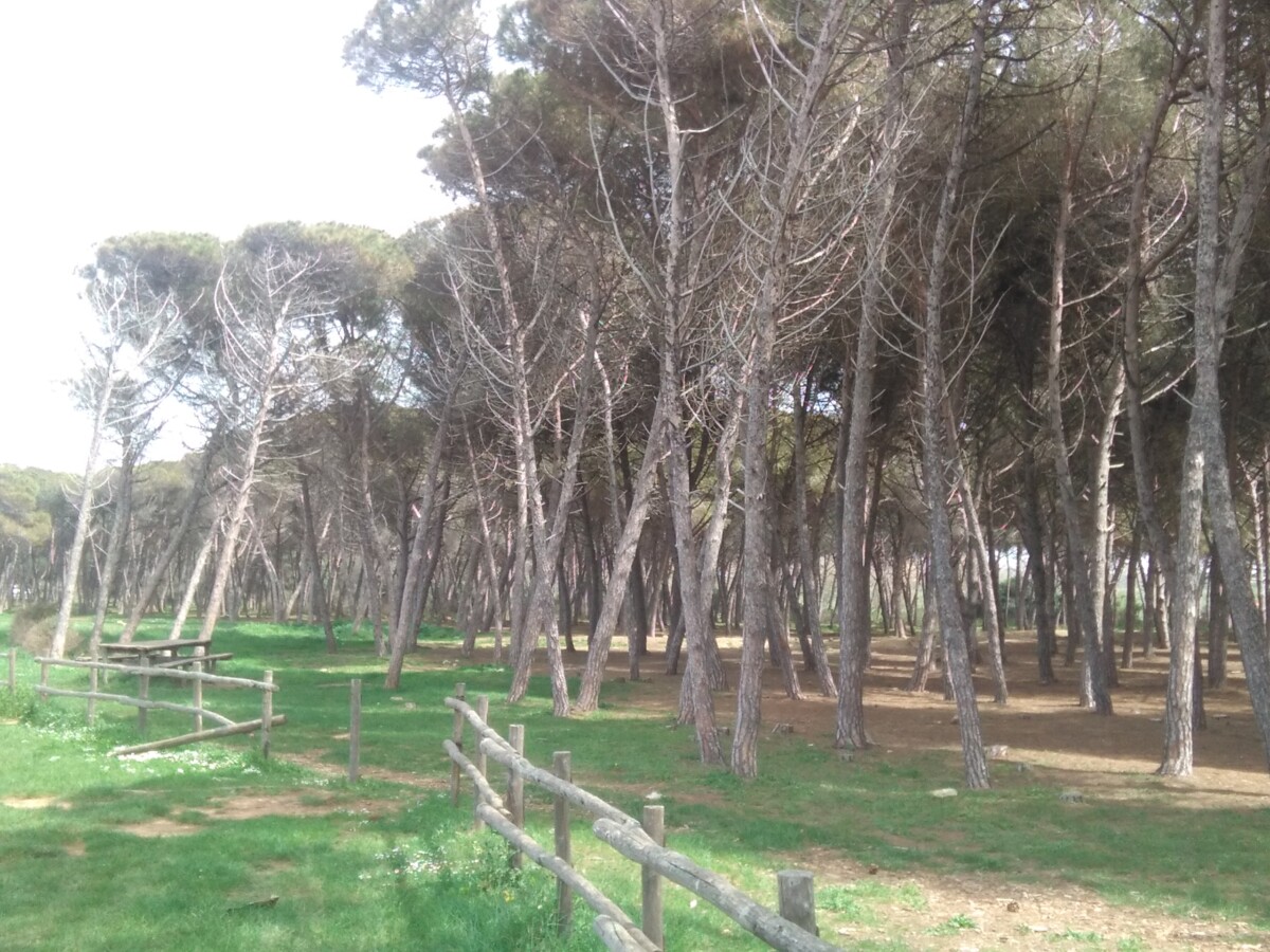 pineta tarquinia lido pini