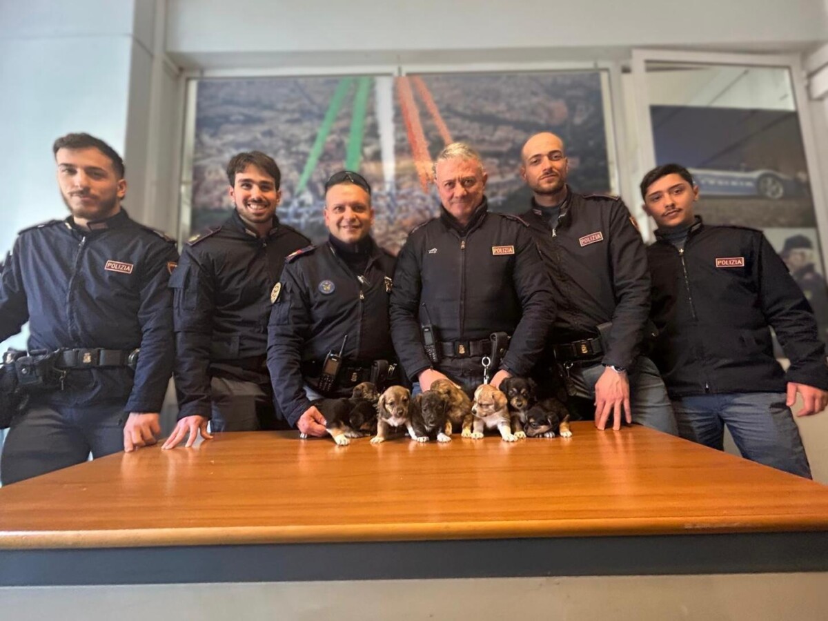 polizia cuccioli cane cagnetti salvati polizia cuccioli cane cagnetti salvati