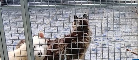 Canile abusivo, Prestipino: “Maxi operazione a Ponzano Romano salvi 200 siberian husky”