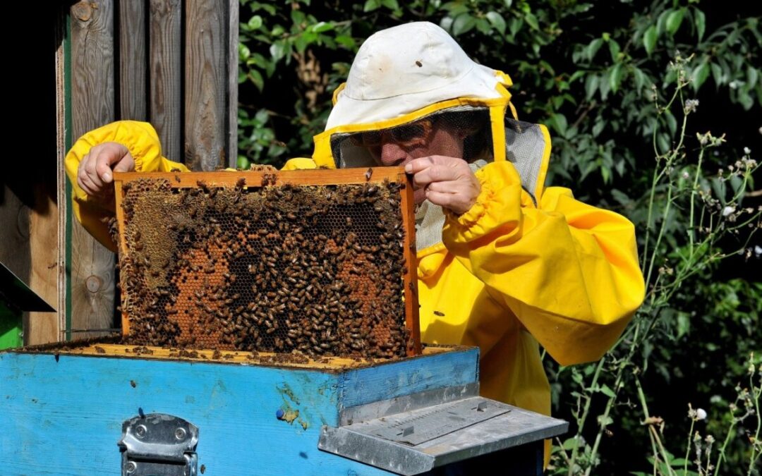 Domenica 24 maggio al Bioparco di Roma giornata ‘Api e altri insetti’