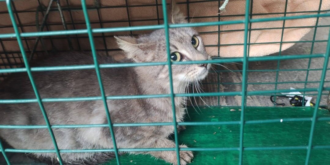 Lotta al randagismo, la A-Mici Odv sterilizza più di 80 gatti provenienti da Cerveteri e Ladispoli