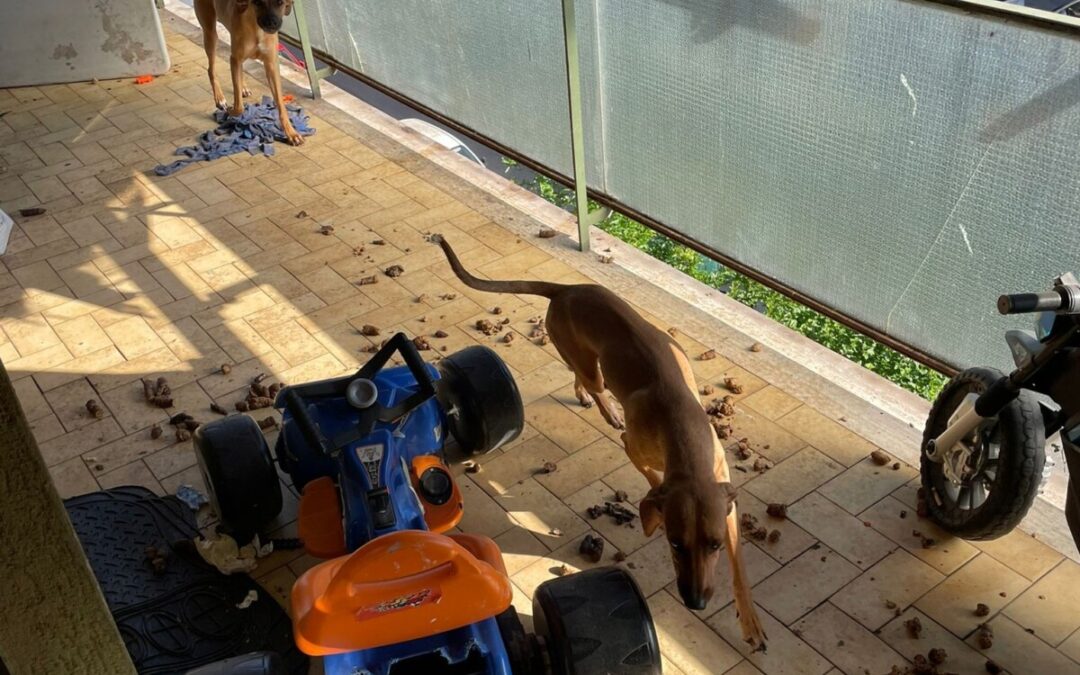 Cani abbandonati fra escrementi e rifiuti, li salvano i Carabinieri a Tor Tre Teste