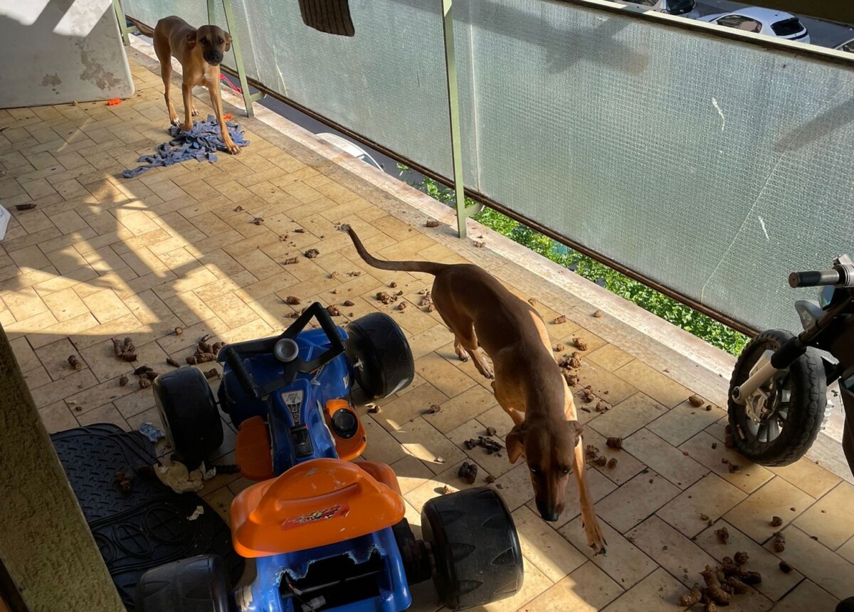 NRM – I cani trovati dai Carabinieri in condizioni inadeguate cacche NRM - I cani trovati dai Carabinieri in condizioni inadeguate cacche