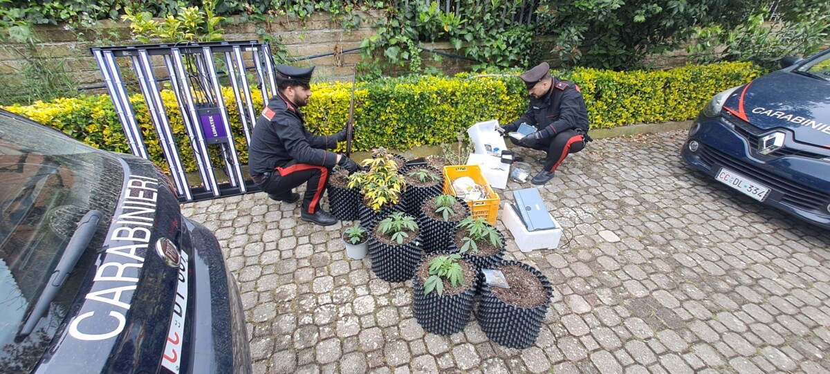 Serra di erba scoperta dai Carabinieri a Valcanneto cerveteri