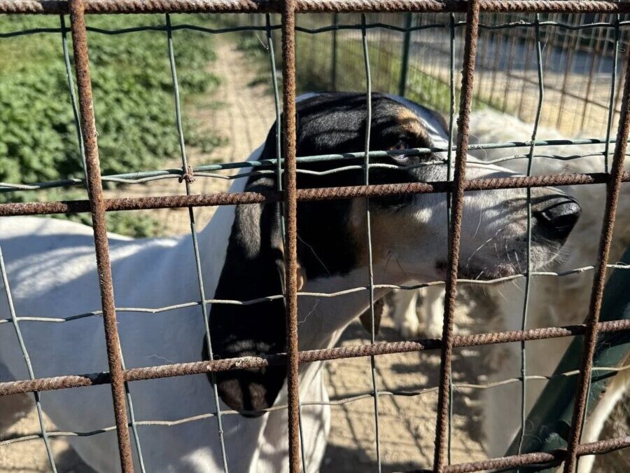 Canile di Tarquinia, il Comune: “Procedura trasparente”