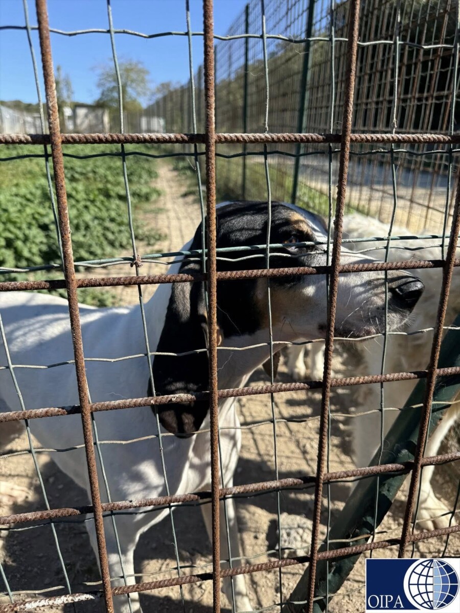 cane canile tarquinia cane canile tarquinia