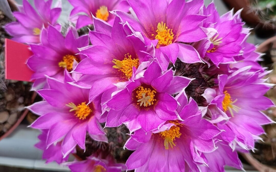 “Vetralla fiori e sapori”, mostra mercato nel weekend di fine maggio
