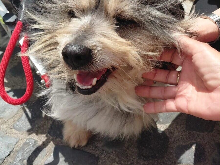 Travolto in strada, con la colonna vertebrale spezzata ma tanta voglia di amare: il cane Sic a Cerveteri cerca famiglia