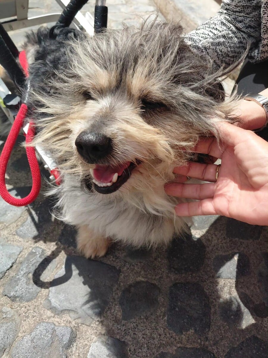 il cane sic cerca famiglia