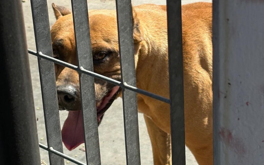 Le Guardie Zoofile EARTH di Roma sequestrano due cani Pitbull in presunto stato di abbandono