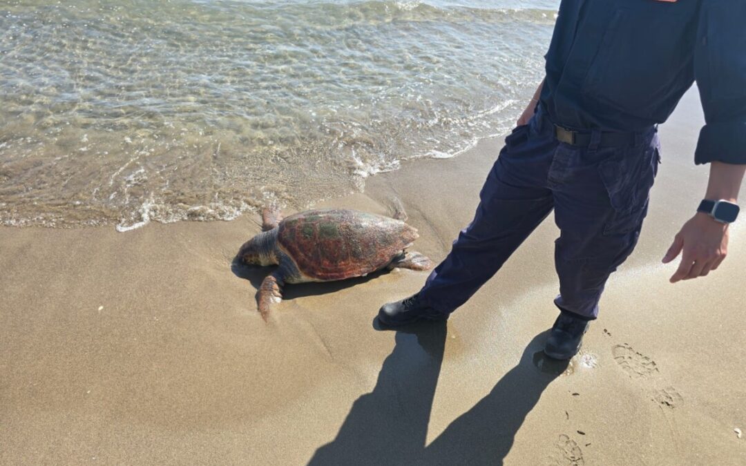 Carcassa di tartaruga in spiaggia, la Guardia Costiera la fa recuperare da TartaLazio