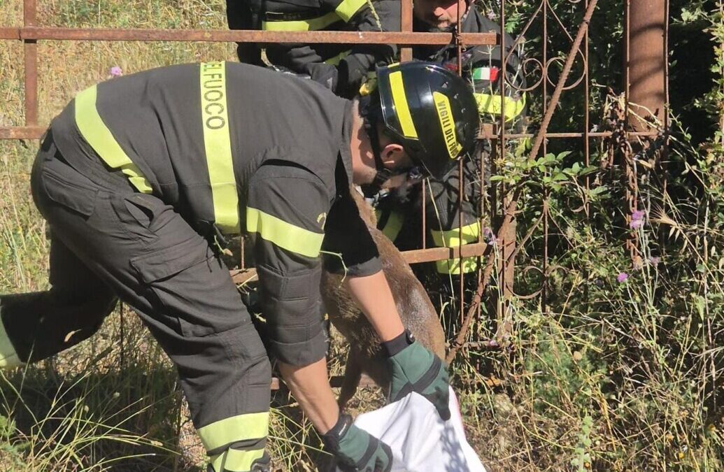 Cerbiatto incastrato in un cancello a Santa Marinella, liberato dai pompieri