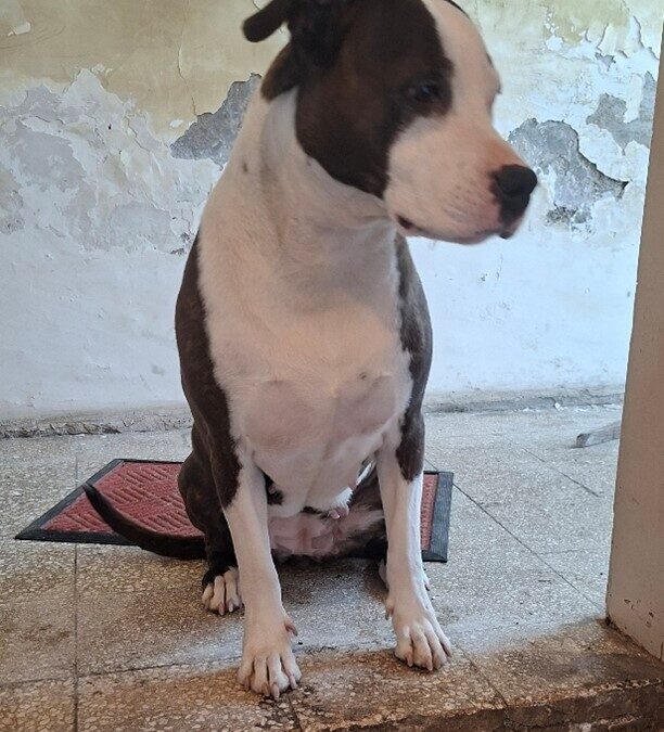 Cagnolone detenuto illegalmente, intervengono i Carabinieri Forestali di Viterbo