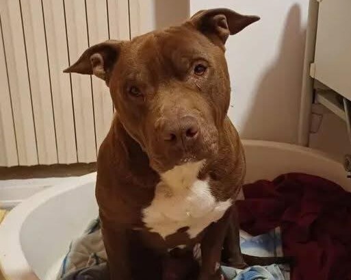 Cuore, due anni ha sofferto tanto e ora va salvato dal canile: non c’è più tempo